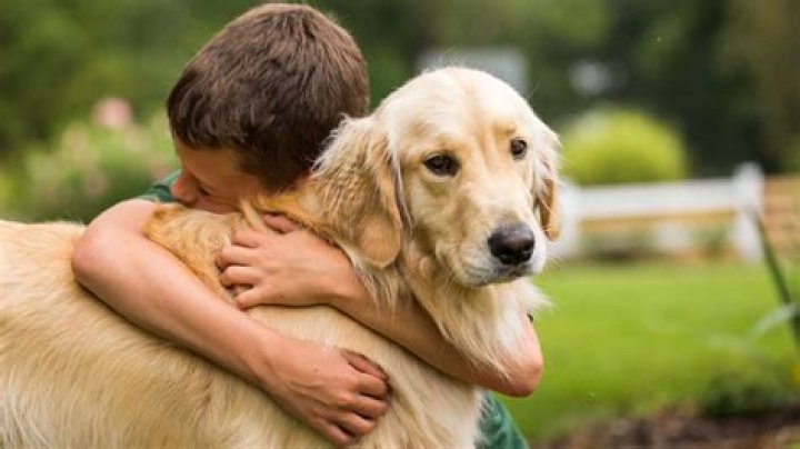 Discover Marshall And The Power Of Millions Of Dogs