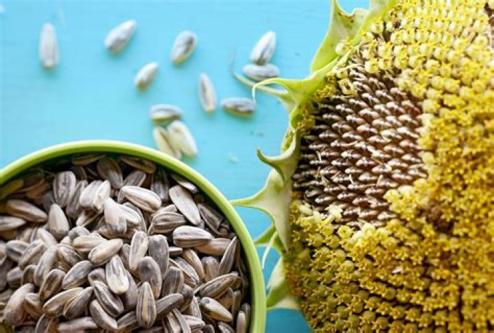 Discovering The Whole30 Sunflower Seeds Factory: A Journey To Health