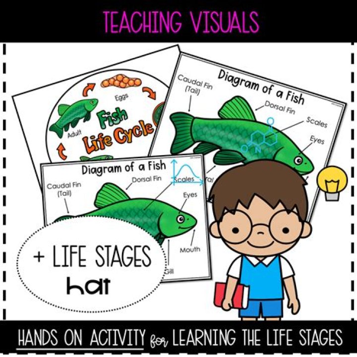 Exploring Her Life Stage And Impact