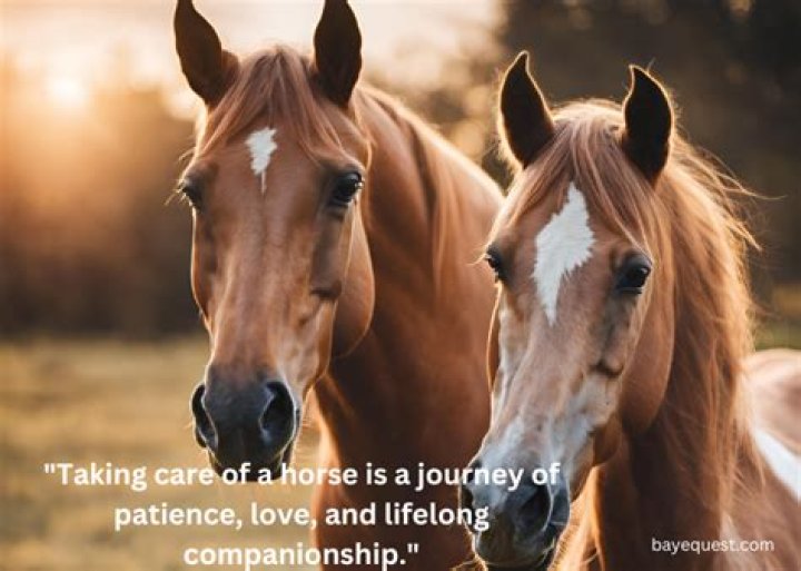 Love Quotes For Horses