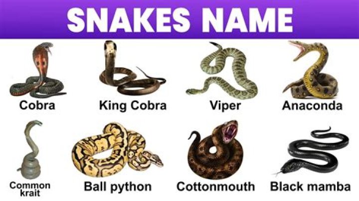 Names For A White Snake