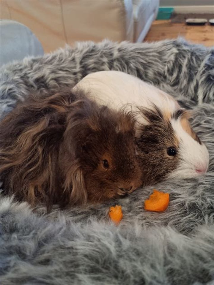 Ronnie And Saffire's Unbreakable Bond: Insights And Revelations Revealed
