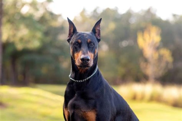 The Intriguing Tale Of Chad: A Loyal And Brave Doberman Dog