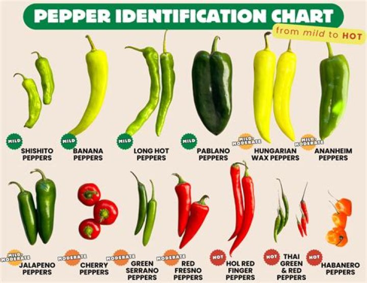 The Ultimate Guide To Anthony Kiedis Of The Red Hot Chili Peppers