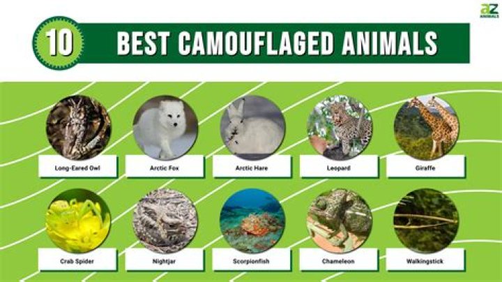 The Ultimate Guide To Camouflaged Flows: The Art Of Rap Camouflage