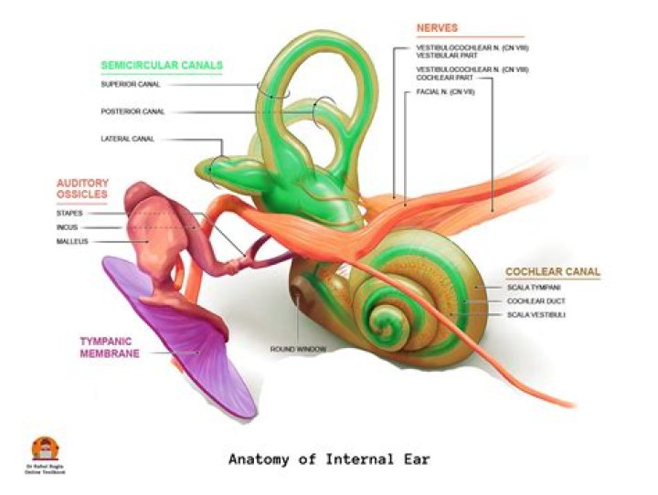The Ultimate Guide To Ear Function: Functions, Anatomy, And More