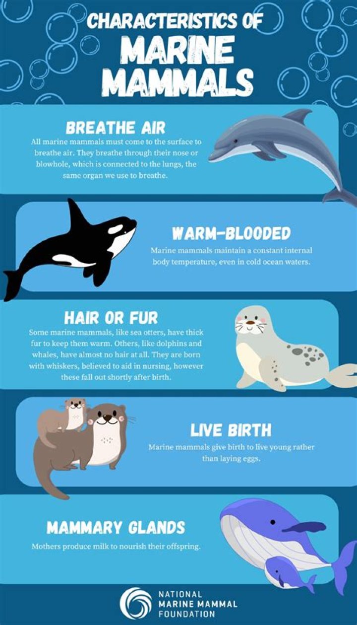 Tragic Fate Of A Marine Mammal: What Befell The Ill-Fated Seal