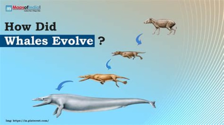 Uncover The Evolution Of Dr. Bell: A Journey Of Character Development