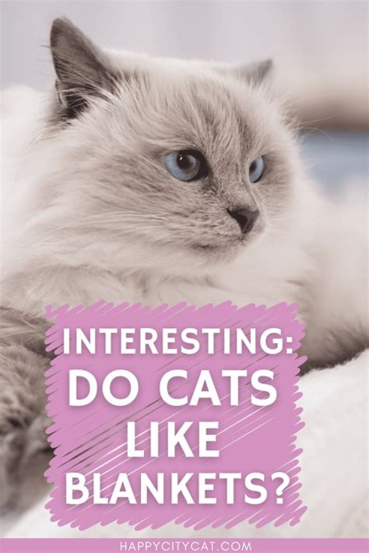 Understanding Cats: Do They Like Having Blankets On Them?
