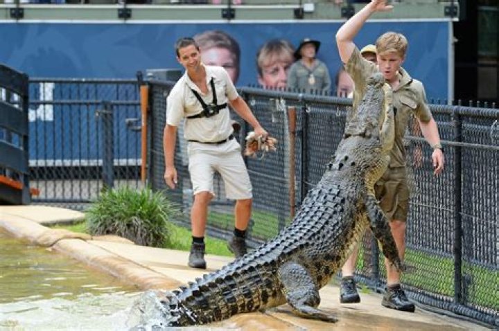 Unveiling The Australia Zoo's Net Worth: How Much Is It Worth?