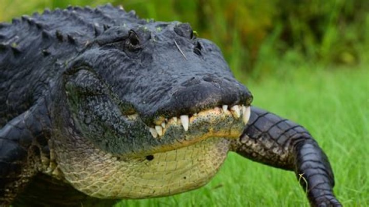 Unveiling The Extraordinary Tale Of Sabrina Peckham And The Alligator