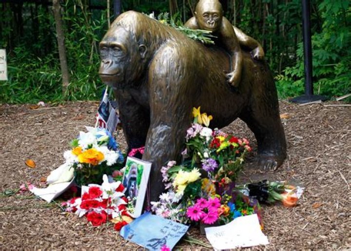 Who Was Harambe, The Gorilla Who Touched Our Hearts?