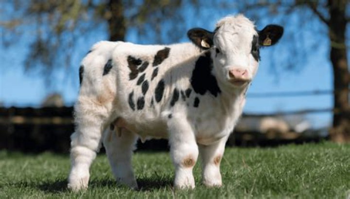 Wisconsin Cows: Unique And Meaningful Names For Your Bovine Friends